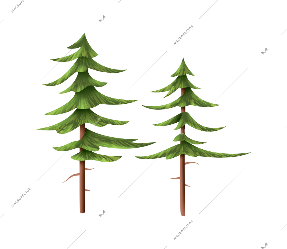Two realistic pine trees on white background vector illustration