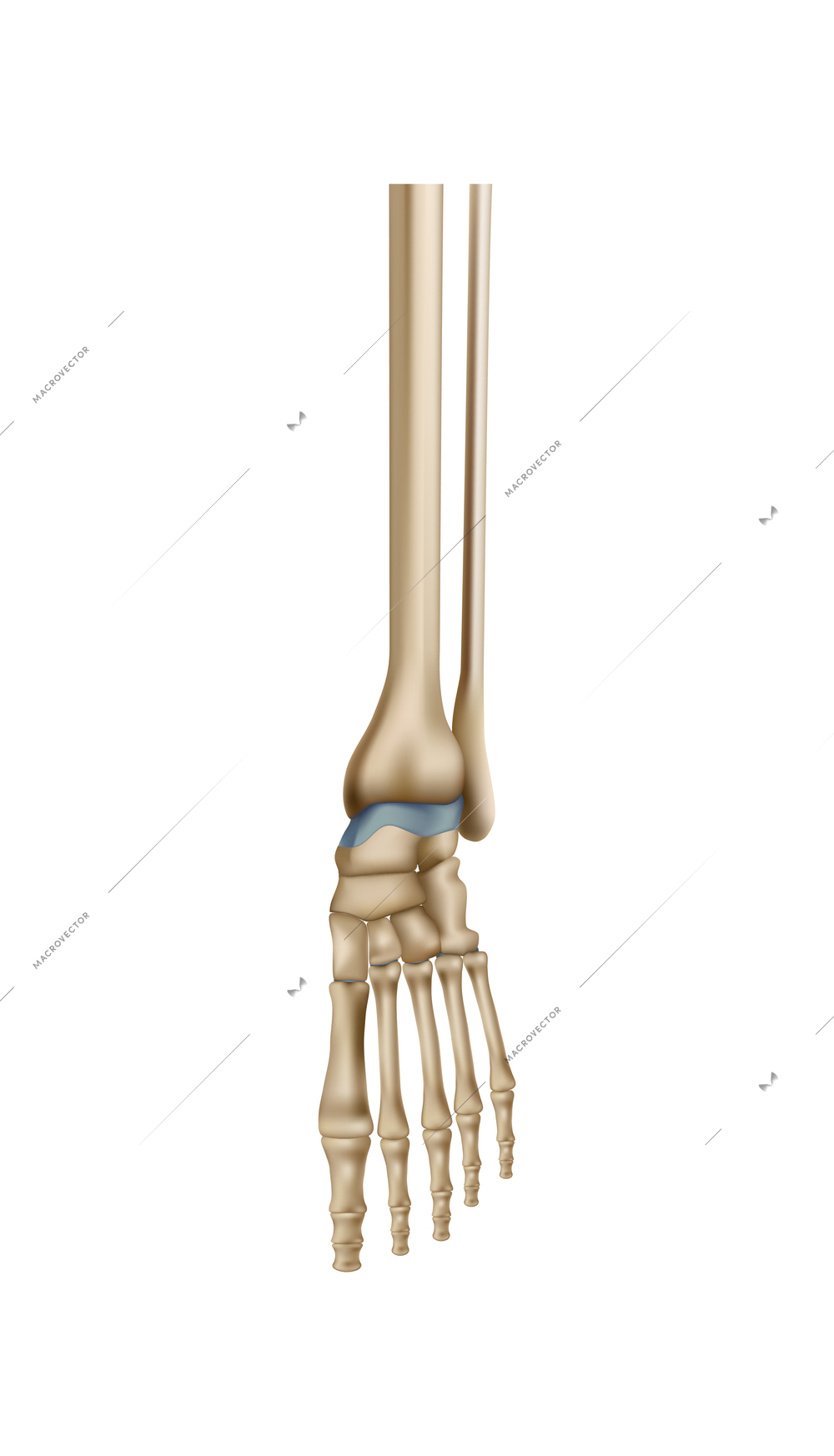 Realistic human foot bones anatomy vector illustration