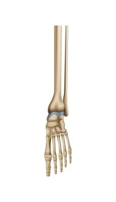 Realistic human foot bones anatomy vector illustration