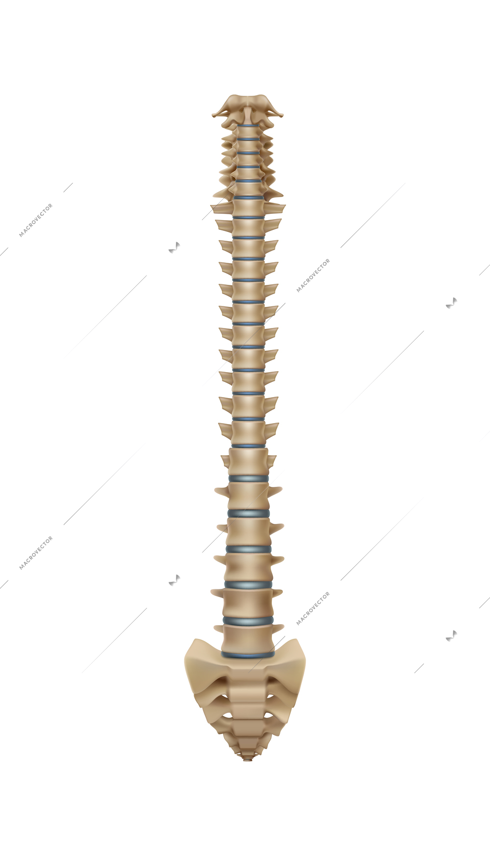 Realistic human skeleton spine bone anatomy vector illustration