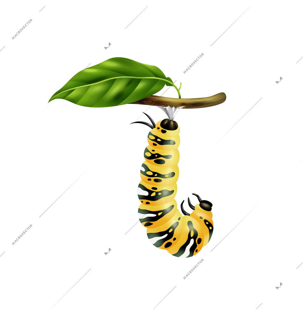 Realistic monarch butterfly life cycle stage with young caterpillar on green twig vector illustration