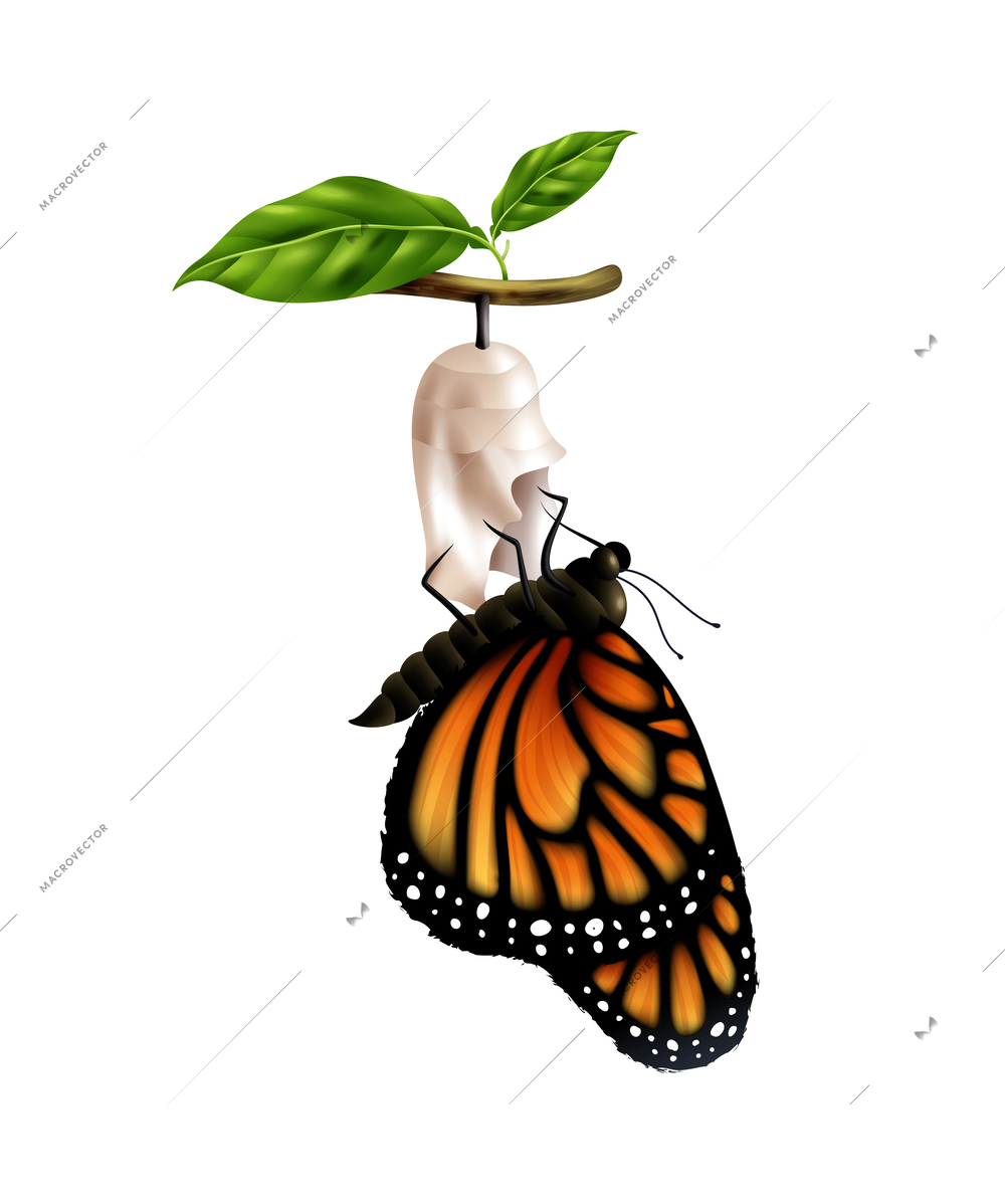 Realistic monarch butterfly life cycle stage with adult sitting on cocoon vector illustration