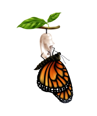 Realistic monarch butterfly life cycle stage with adult sitting on cocoon vector illustration