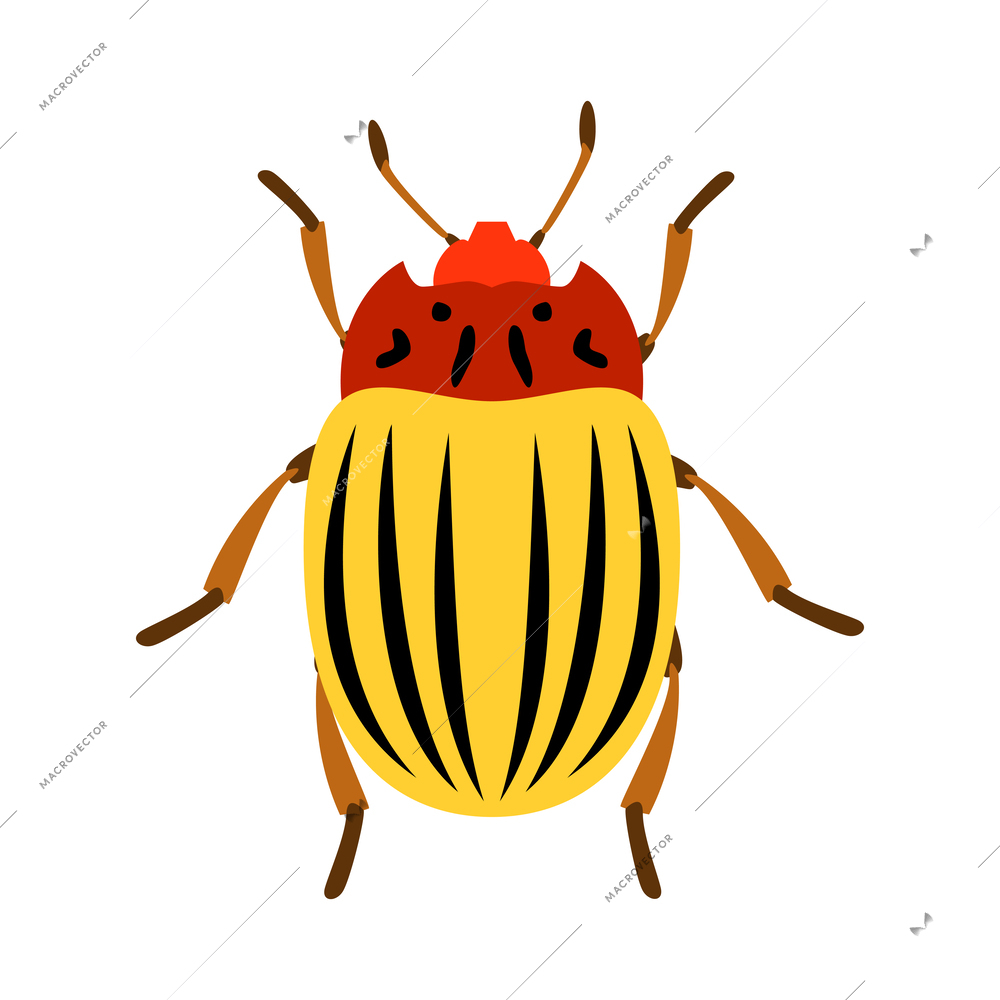 Color colorado potato beetle flat vector illustration