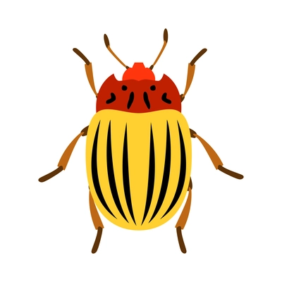 Color colorado potato beetle flat vector illustration