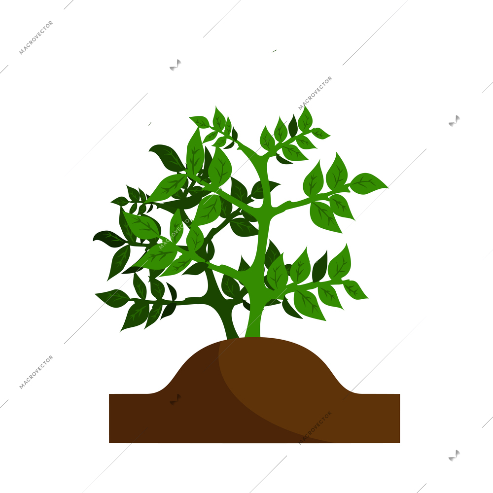 Potato cultivation flat icon with green plant in soil vector illustration