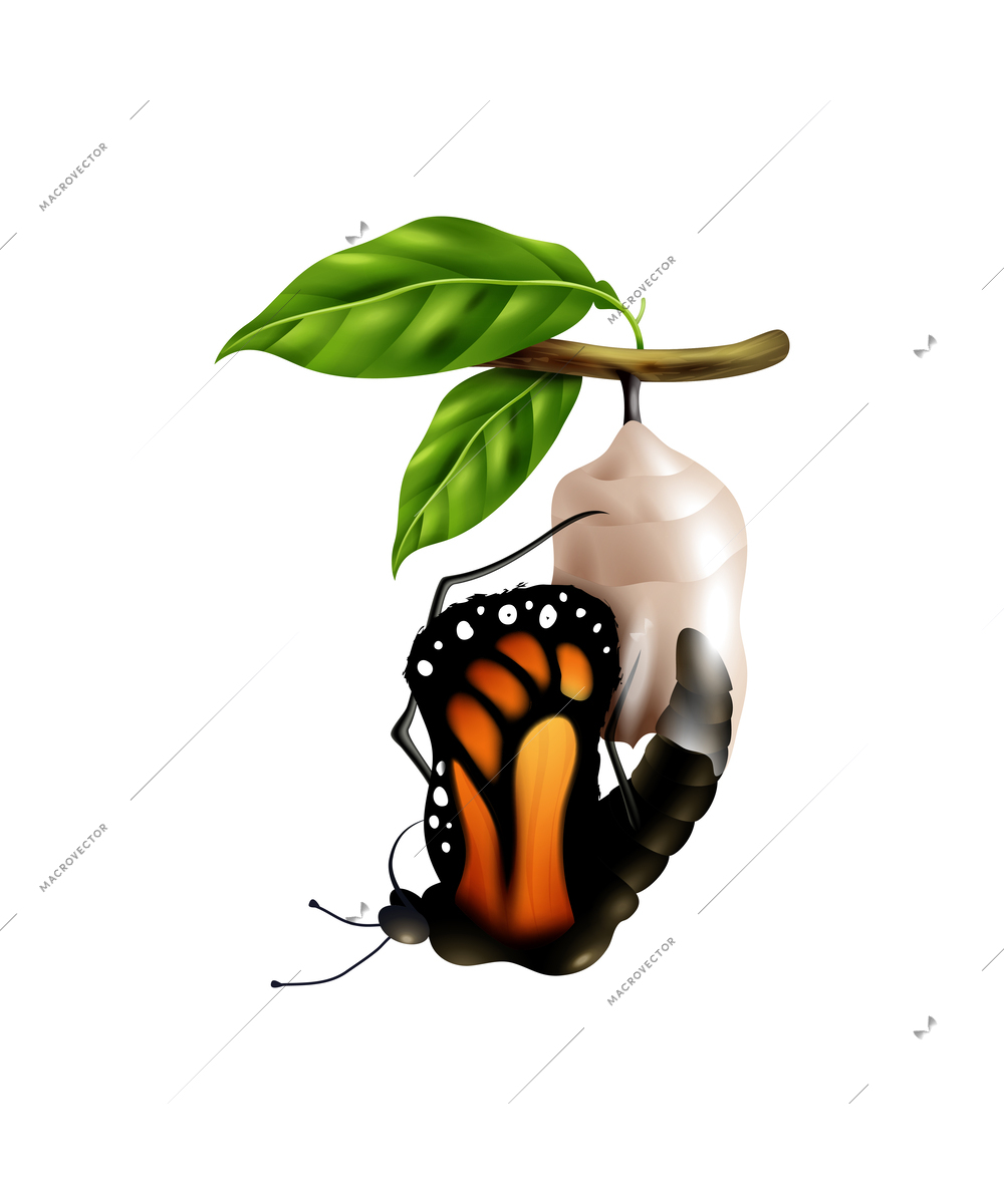Realistic monarch life cycle stage with butterfly emerging from cacoon vector illustration