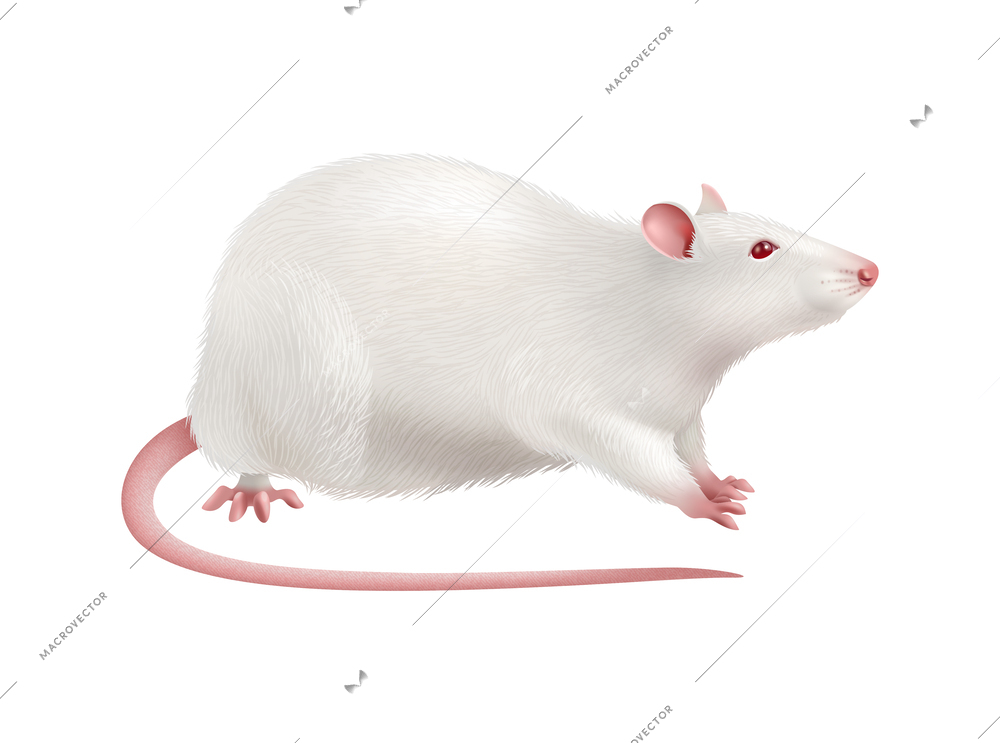 Cute white rat against blank background vector illustration