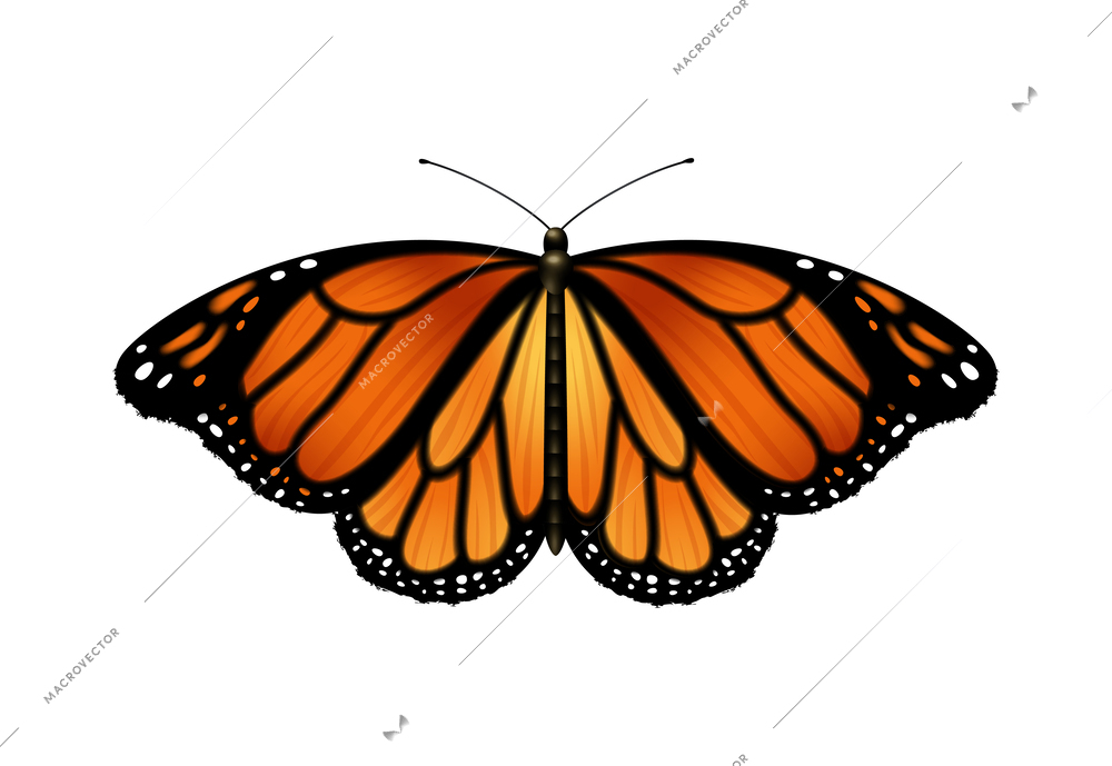 Realistic monarch butterfly with open wings vector illustration