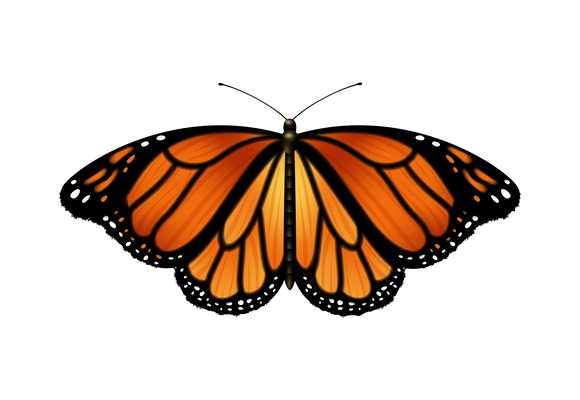 Realistic monarch butterfly with open wings vector illustration