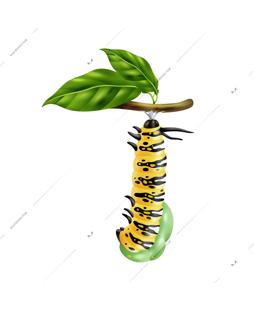 Realistic monarch butterfly life cycle stage with caterpillar on green branch vector illustration