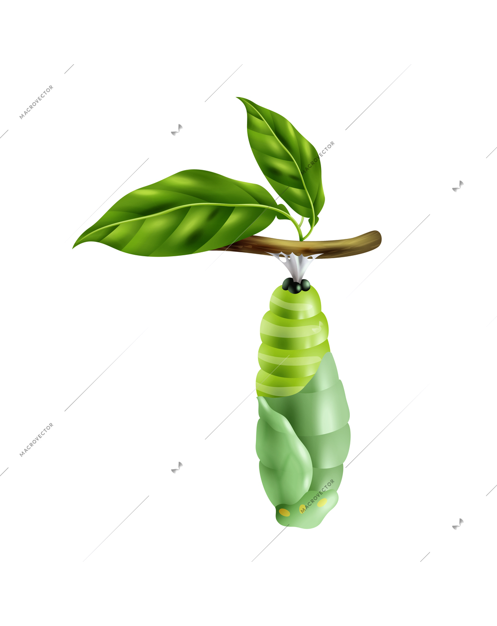 Realistic monarch butterfly life cycle stage with green pupa on twig vector illustration