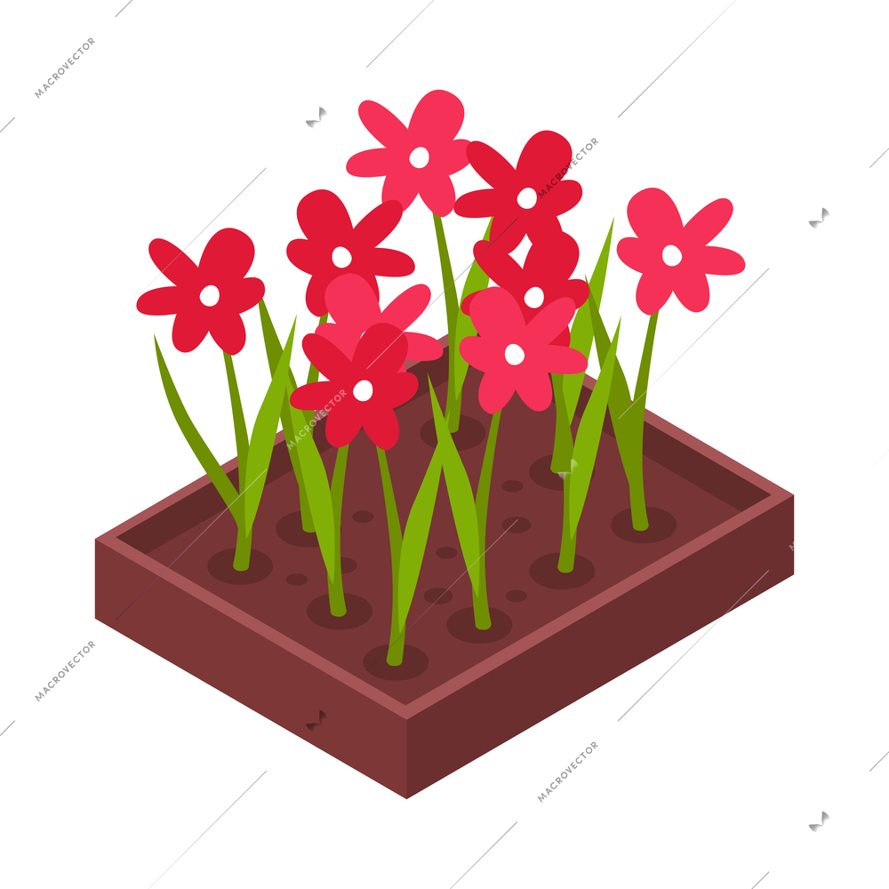 Flowerbed isometric icon with blooming red flowers 3d vector illustration