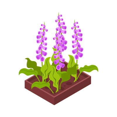 Isometric flowerbed with purple flowers 3d icon vector illustration