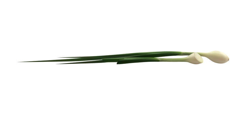 Realistic whole and cut green onion scallions vector illustration
