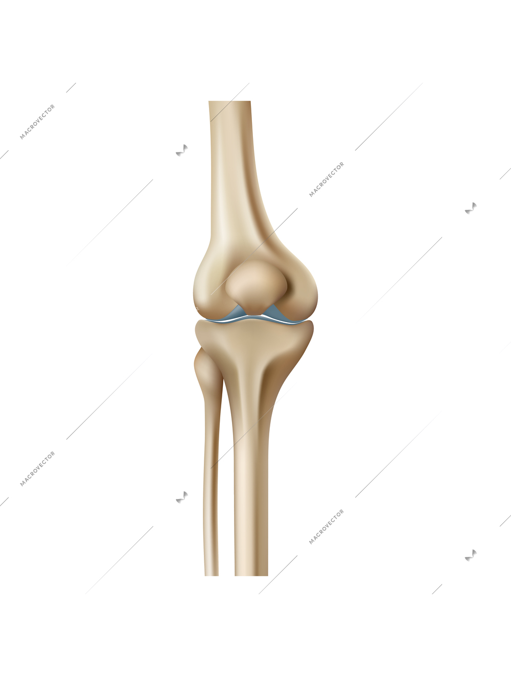 Realistic human knee bone vector illustration