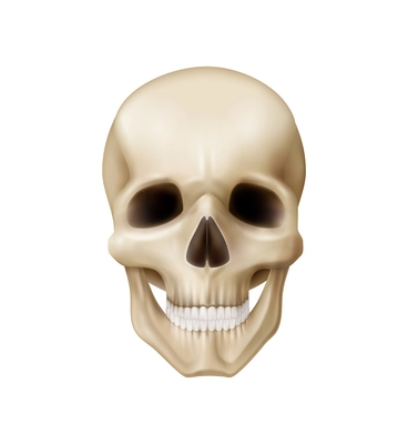 Realistic human skull front view vector illustration