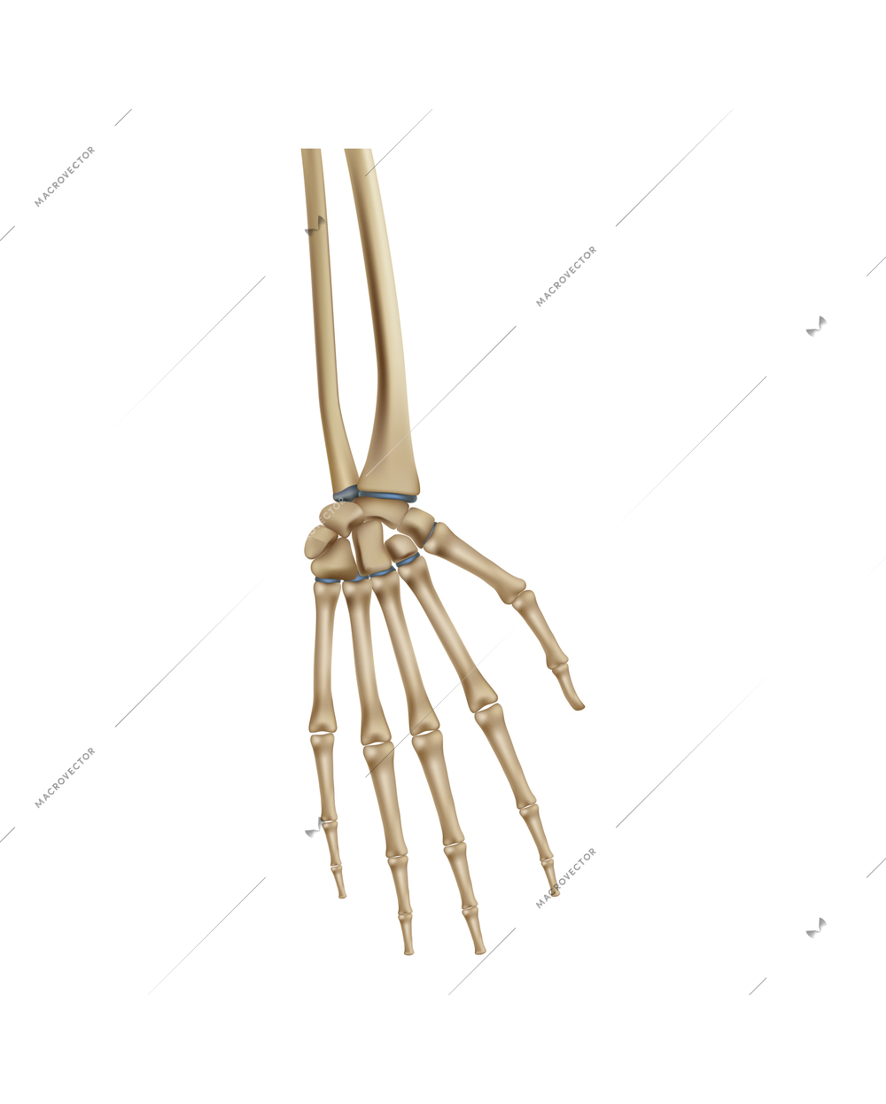 Realistic human hand bones vector illustration