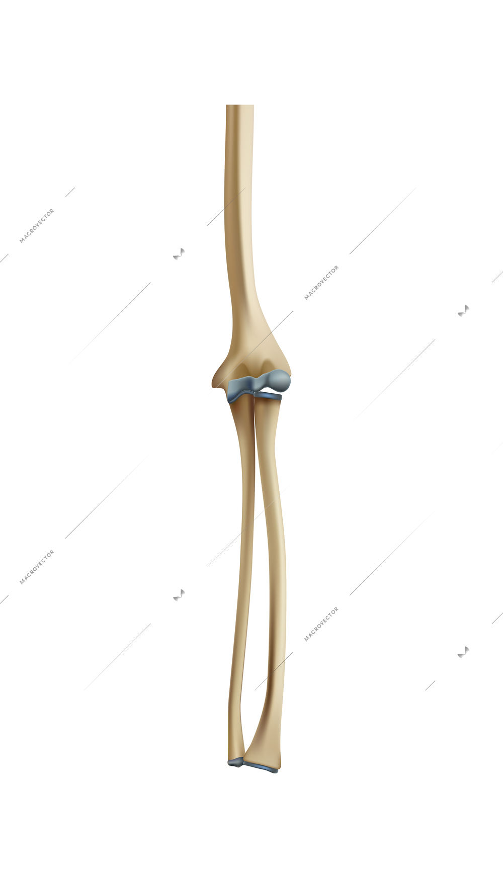 Realistic human skeleton arm bones vector illustration