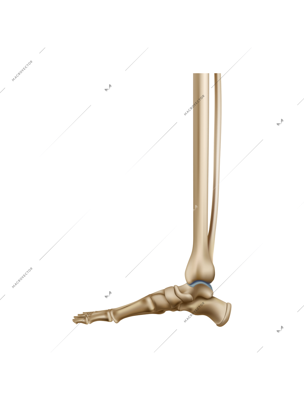 Realistic human foot bones anatomy side view vector illustration