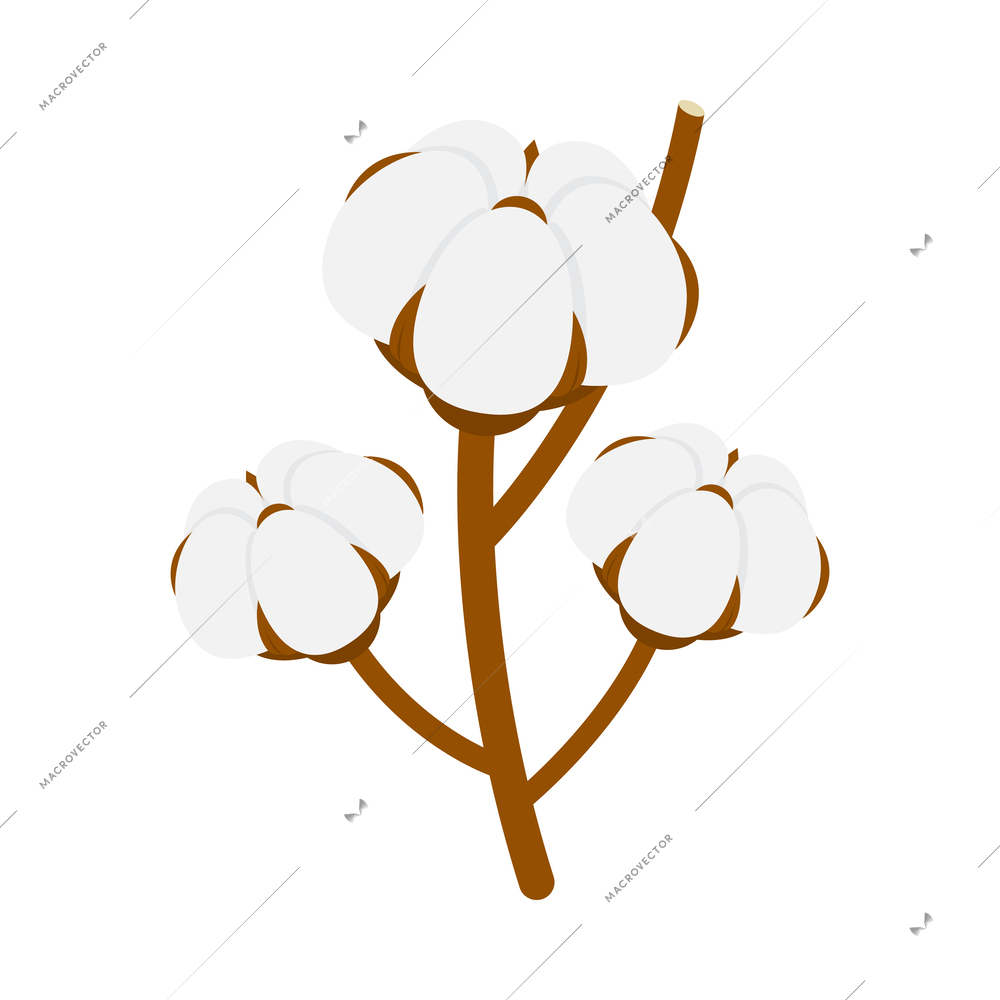 Cotton plant flower on white background isometric vector illustration