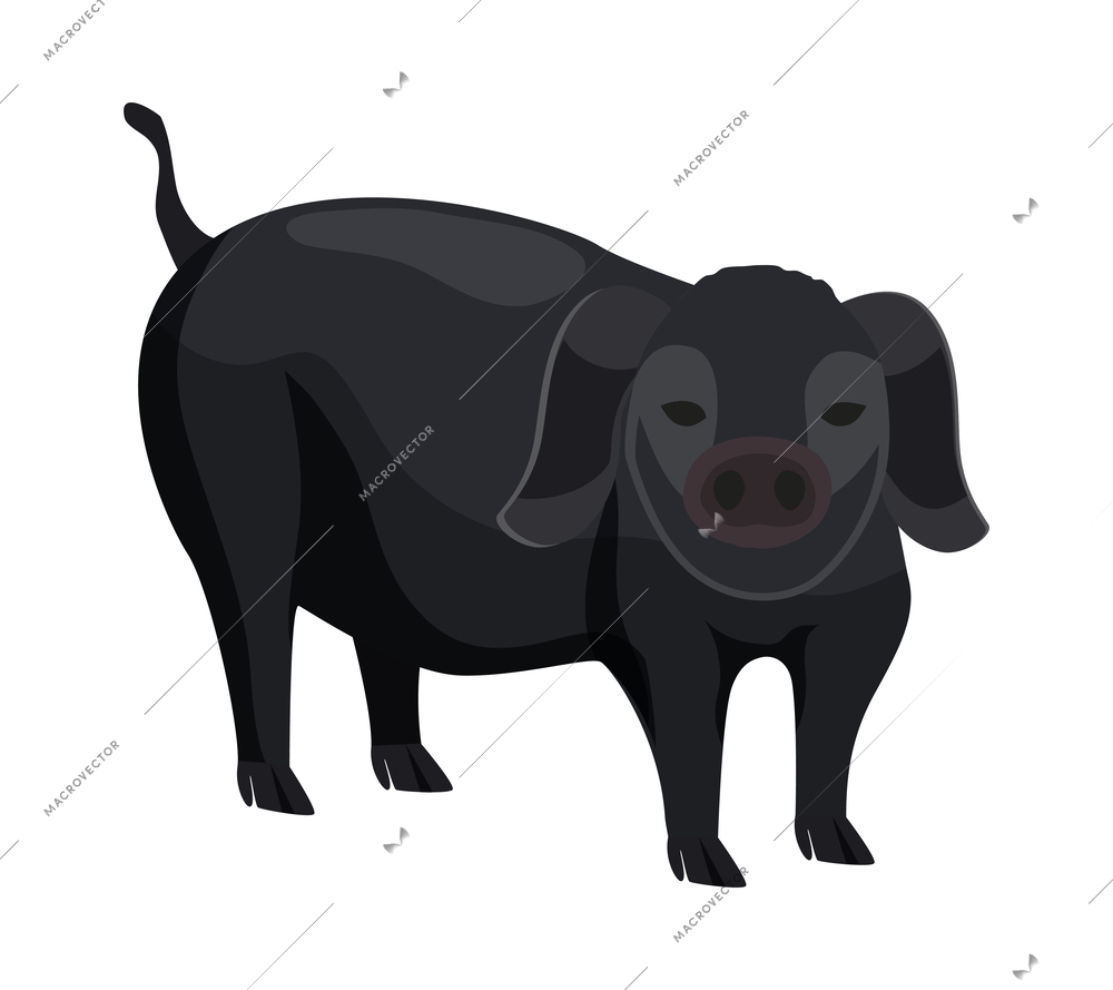 Flat black pig breed vector illustration