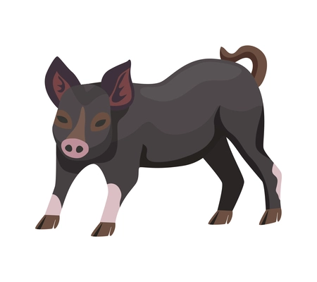 Flat pig breed against white background vector illustration