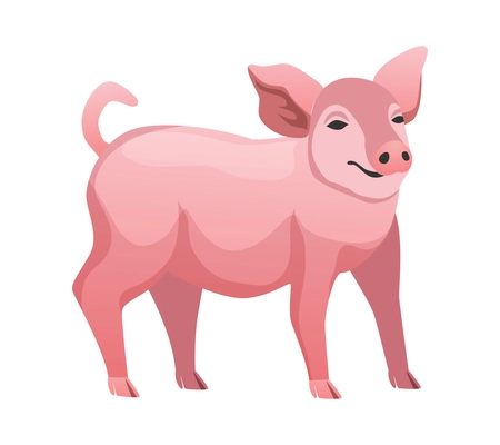 Flat cute pink pig breed vector illustration