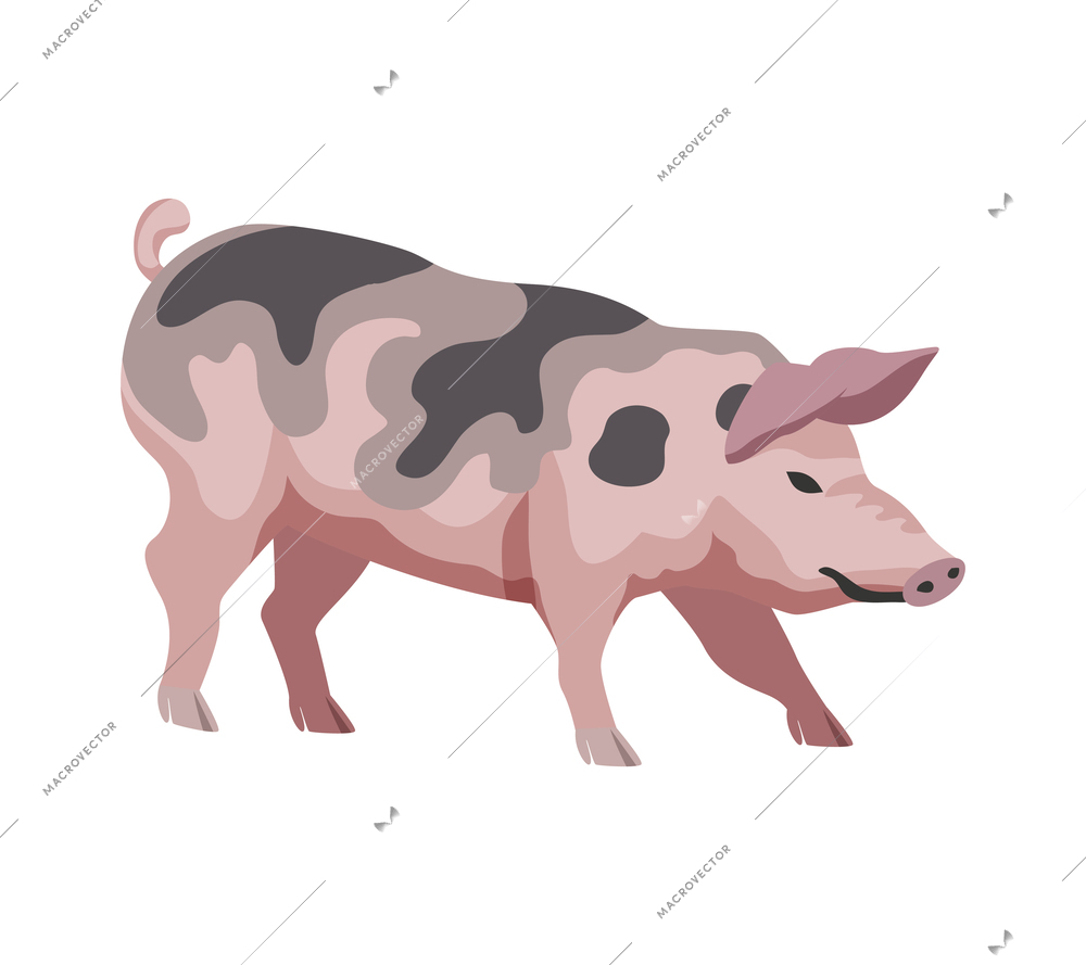 Pig breed on white background flat vector illustration