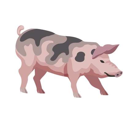 Pig breed on white background flat vector illustration
