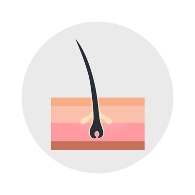 Hair follicle growth flat icon vector illustration