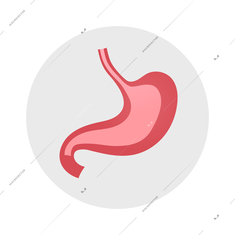 Human stomach icon in flat style vector illustration