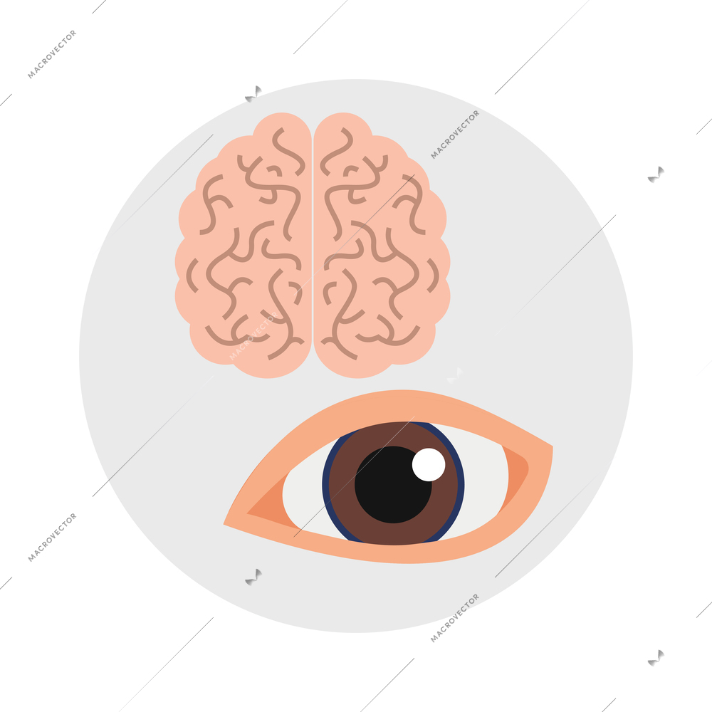 Human organs medical flat style icon with eye and brain vector illustration