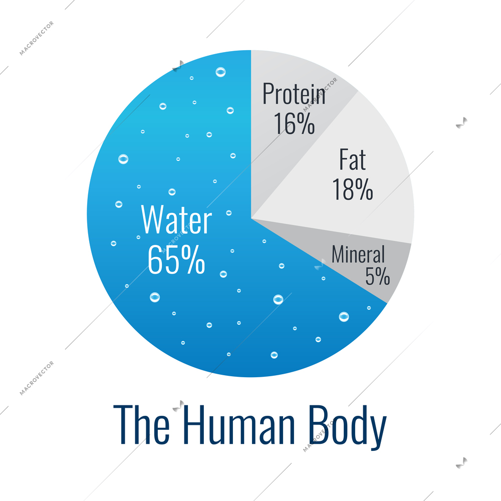 Flat human body composition diagram infographic element vector illustration