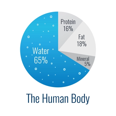 Flat human body composition diagram infographic element vector illustration