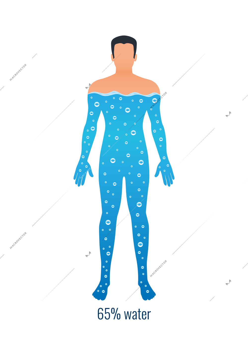 Amount of water in human body with percentage flat vector illustration
