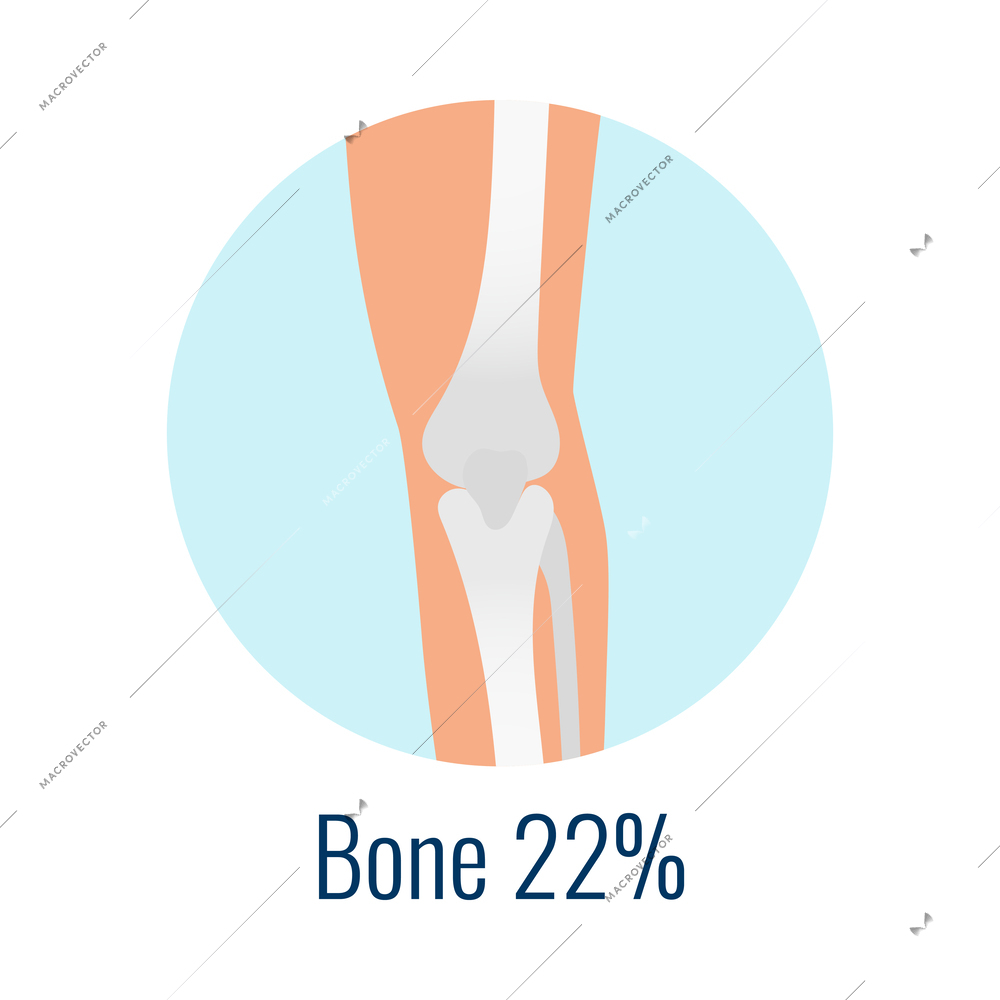Water in human bones flat icon with percentage vector illustration