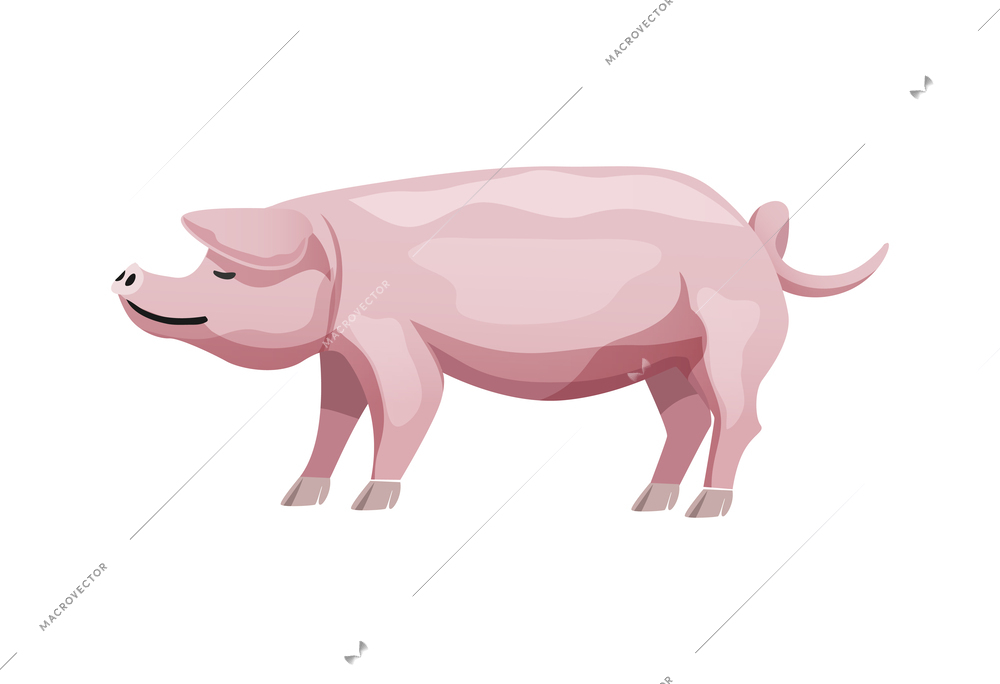 Flat pink landrace pig breed vector illustration