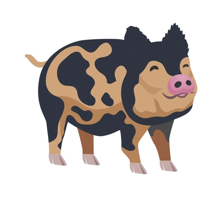 Flat oxford sandy and black pig breed on white background vector illustration