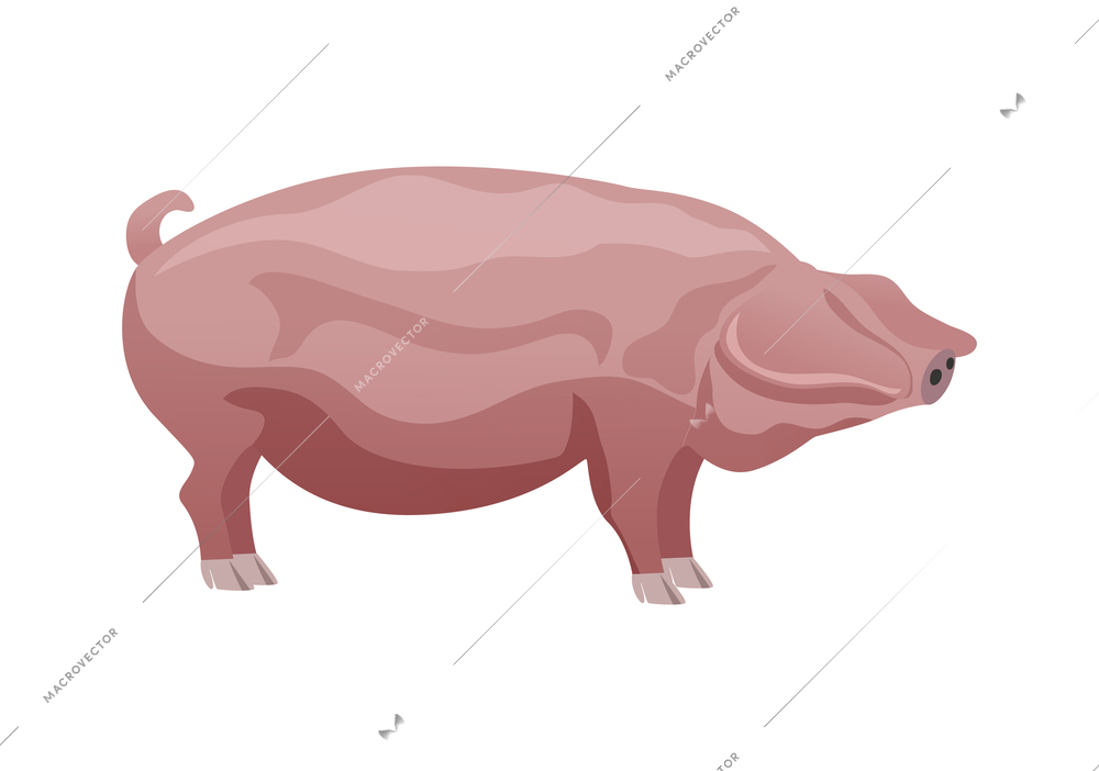 Pink pig breed flat vector illustration