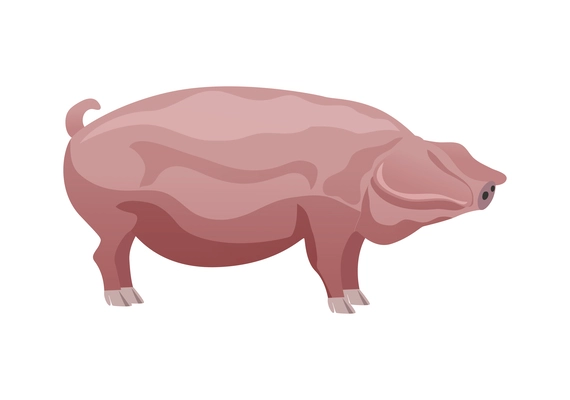 Pink pig breed flat vector illustration