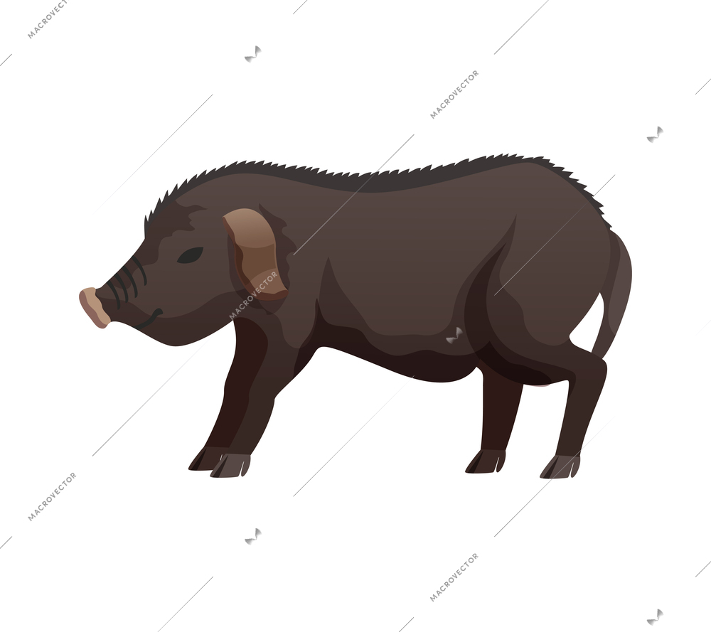 Flat pig breed against white background vector illustration