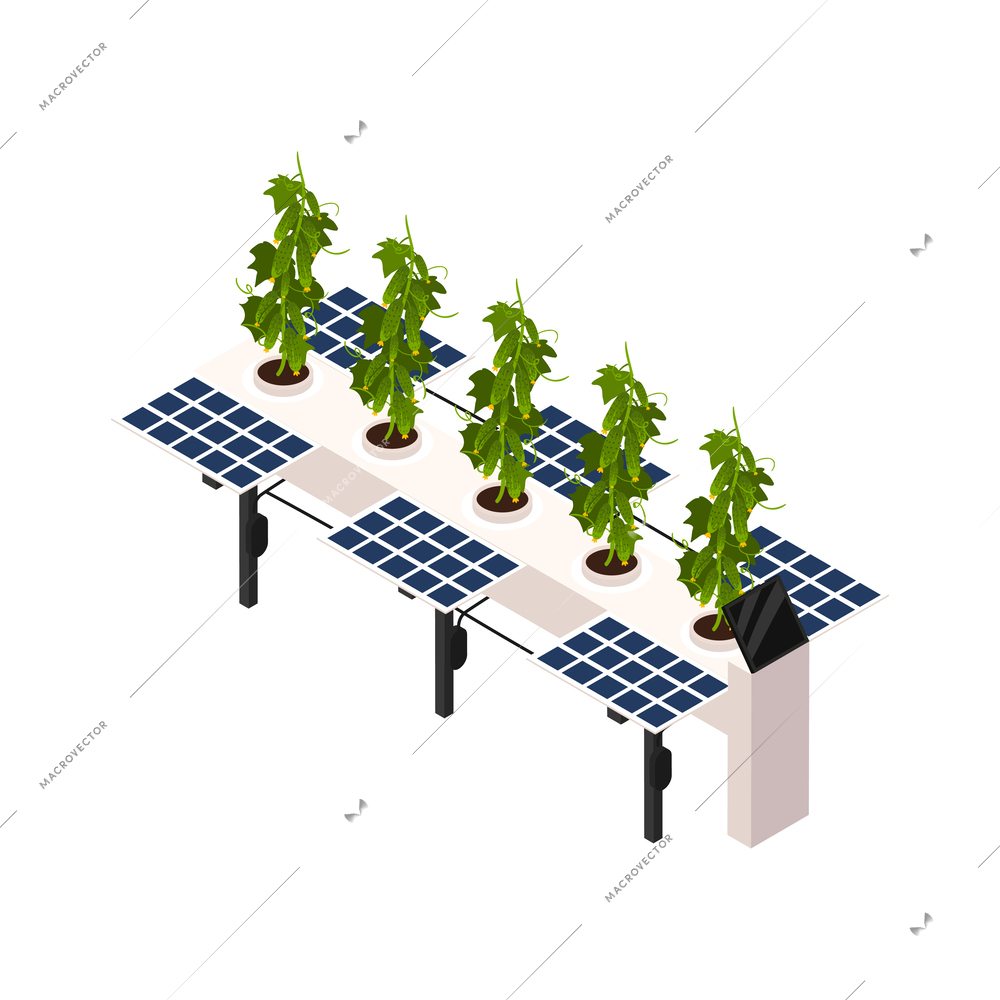 Smart farm greenhouse technology with cucumbers growing on beds equipped with solar panels isometric icon vector illustration