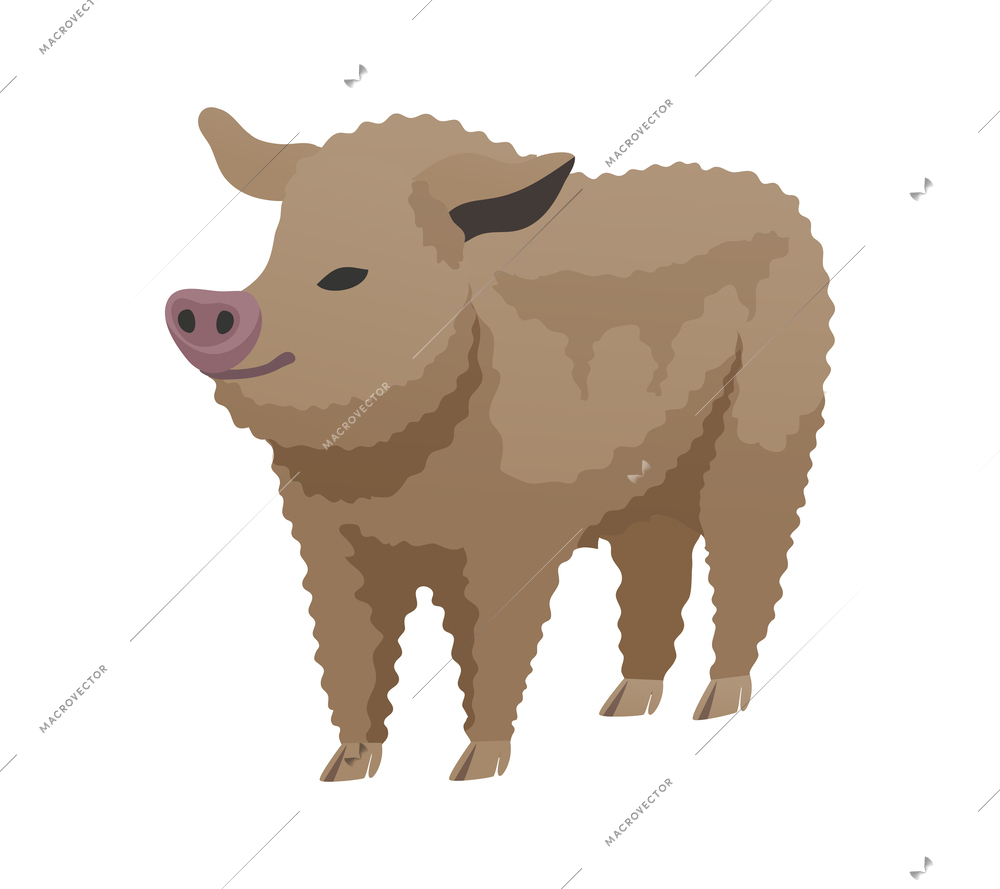 Flat mangalitsa pig breed vector illustration