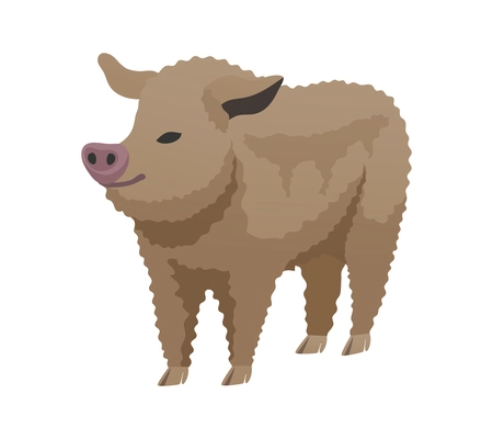 Flat mangalitsa pig breed vector illustration