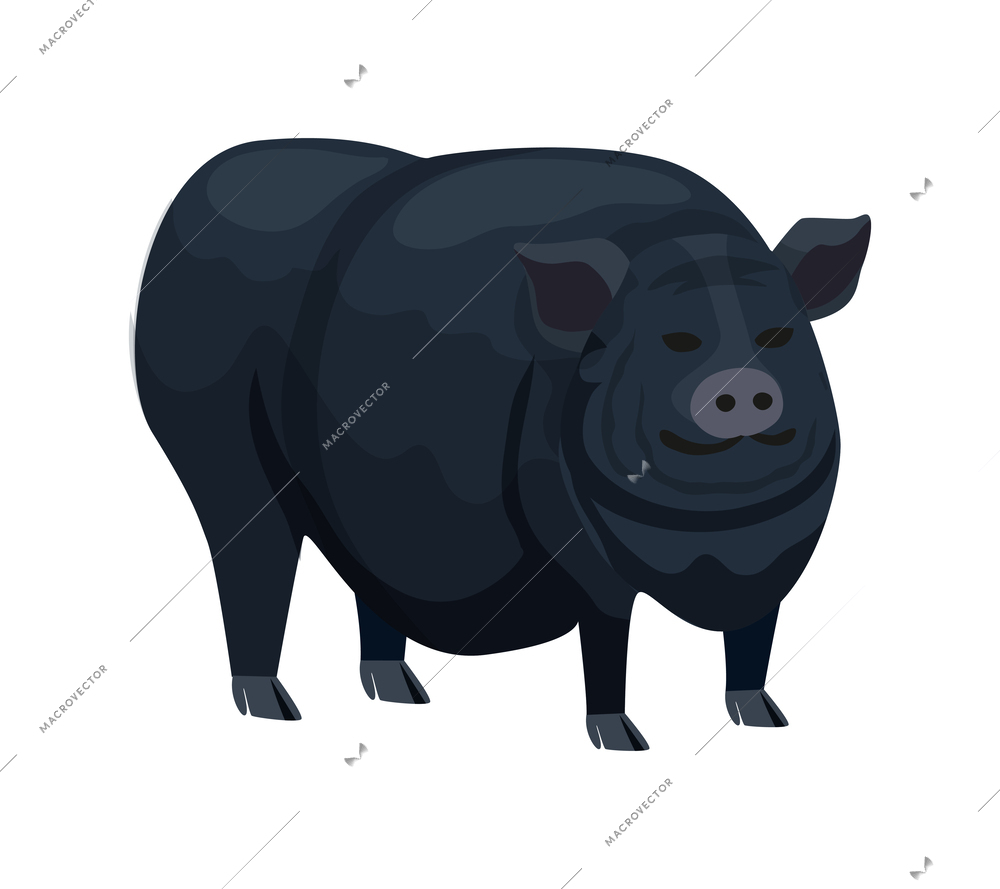 Big fat black pig breed on white background flat vector illustration