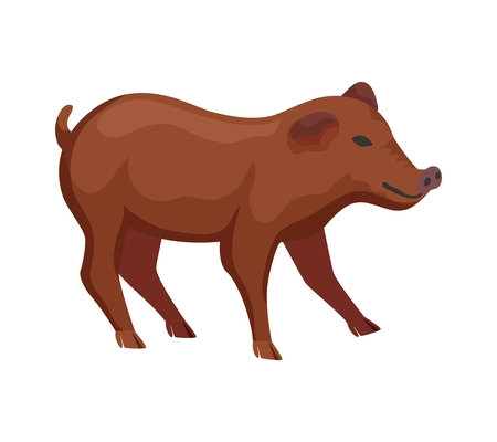 Duroc pig breed on white background flat vector illustration