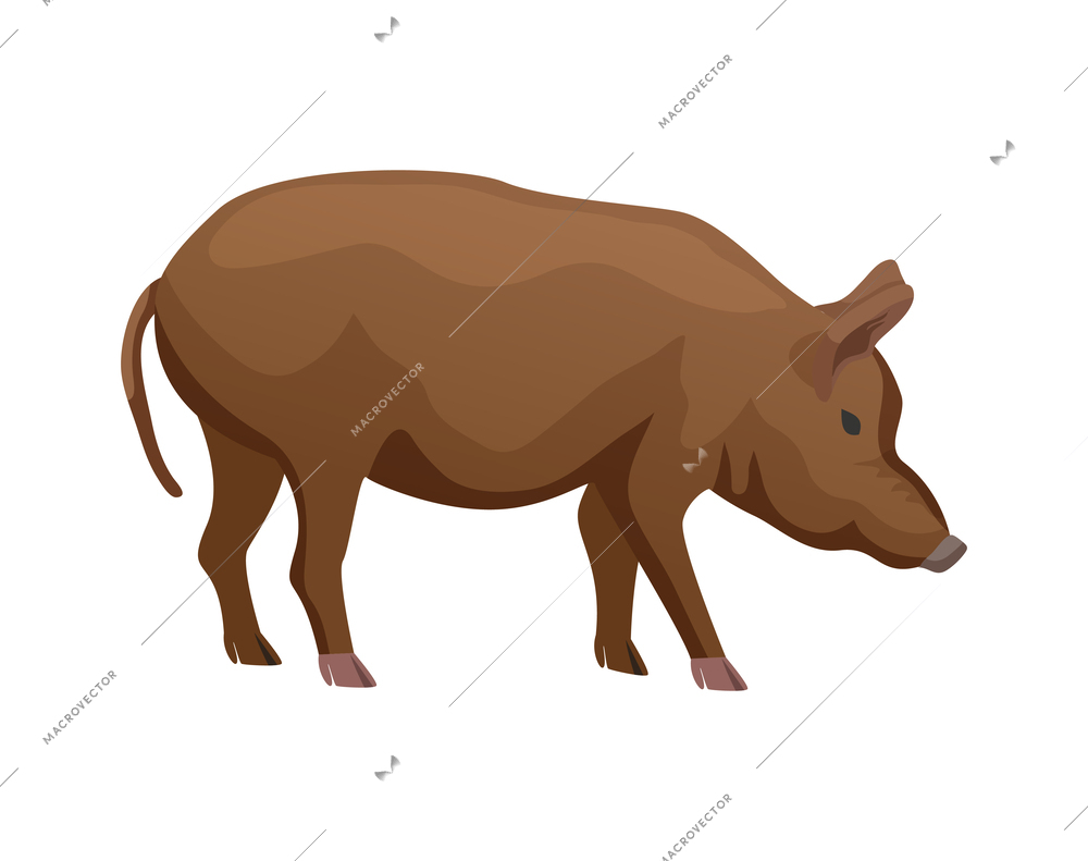 Big brown pig breed flat vector illustration