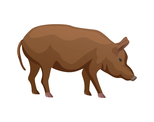 Big brown pig breed flat vector illustration