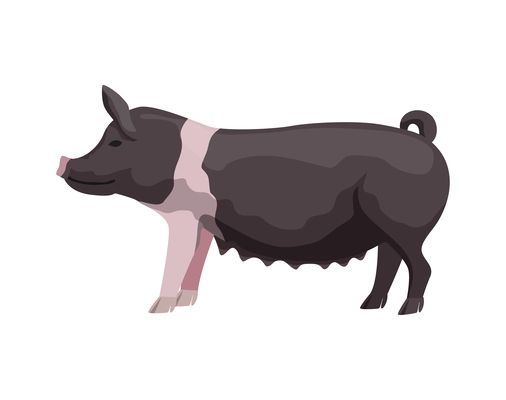 Flat black hampshire pig breed vector illustration